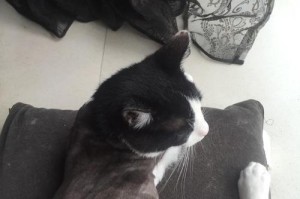 猫为何喜欢喝脏水？（揭秘猫咪喝脏水的真正原因）