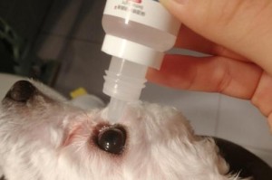 狗狗眼睛泪液过多，可能是这些病理原因！（揭秘狗狗眼睛泪液过多的常见病因，帮助您了解爱宠眼部健康！）