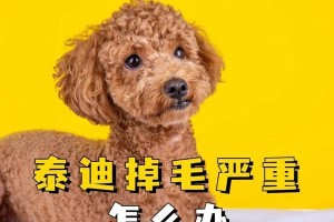 如何打理泰迪的毛发不打结（学会4步让狗子华丽变身）