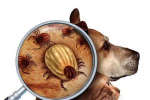 爱宠必备！狗狗寄生虫防范全攻略（掌握这些方法，让狗狗远离寄生虫的困扰）