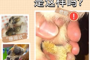 如何正确剪狗狗爪子？（掌握正确剪爪时机，让狗狗的爪子保持健康）