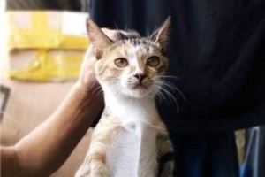 如何在3秒钟内设置“陷阱”抓住猫？（猫）