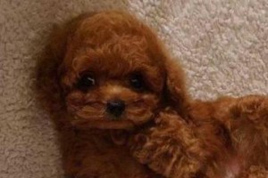 泰迪为什么喜欢舔自己身上？（深入探究泰迪狗独特的舔自己行为以及原因）