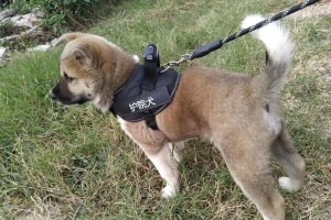 世界上最适合看家的犬种（守护家园的可靠伙伴）