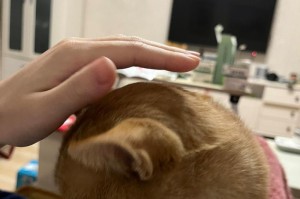 猫为什么会发出咕噜咕噜的声音？（探究猫咪发出咕噜声背后的原因）