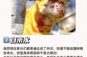 猫咪的日常饮食需求（探究猫咪体重和饮食之间的关系）