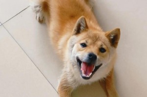 柴犬的饮食习惯与喜好（揭秘柴犬的美食宠爱）