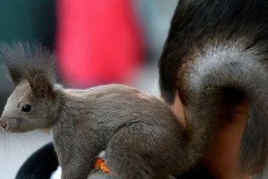 如何养护健康的桑伯恩松鼠（了解桑伯恩松鼠的基本需求，从而使其保持健康和快乐。）