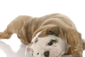 英国斗牛犬——易养宠物的首选（以温顺的性格与短毛的外表成为现代家庭宠物）