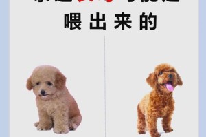 小心！泰迪犬不能吃的食物（保护你的宠物健康，远离这些食物！）
