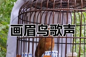探究以画眉的叫声特征（以画眉的鸣叫声如何传达信息）