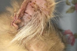 宠物猫患上猫癣怎么办？（全面了解猫癣防治措施，让宠物猫健康快乐。）