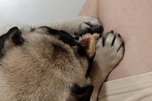 狗狗啃骨头的频率与习性调查（揭秘狗狗啃骨头的时间间隔及原因）