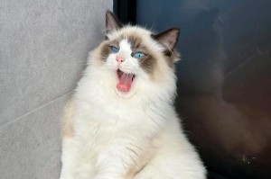 “可爱无限！不会长大的猫品种揭秘”（小而可爱的短腿猫成为宠物界新宠）