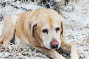 拉布拉多犬爱抱人腿怎么办？教你纠正！