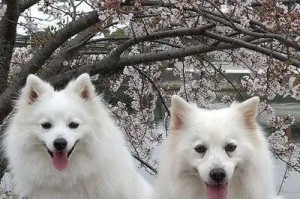 各类适合担任护理犬的狗种（为特殊需求提供帮助和安慰）