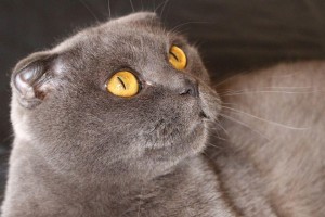 探秘折耳猫眼睛的神秘色彩（瞳孔中的世界——揭秘折耳猫眼睛的颜色之谜）