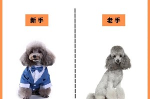 养泰迪犬的经济成本分析（以养泰迪犬一年需要花多少钱？养泰迪犬的日常开销是多少？）