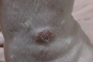 探究拉布拉多犬皮肤病的类型及治疗方法（拉布拉多犬常见的皮肤病有哪些？如何有效治疗？）