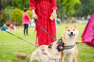 狗狗的遛狗时间与危害（探讨狗狗每天需要遛多长时间以及长期不遛狗的危害）