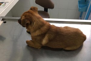 狗狗不吃饭体温过高的原因及应对方法（了解狗狗不吃饭体温过高的关键，保障宠物健康）