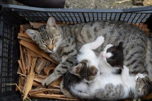 猫的理想生活环境（探索猫咪喜欢的居住环境与关键因素）