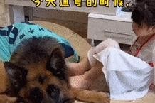 狗妈妈生完孩子后的注意事项（确保狗狗生产后的健康和幸福）