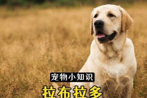 拉布拉多的日常饮食需求（了解拉布拉多的饮食习惯及每日饮食量如何安排）
