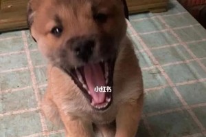 南京狗狗救助组织