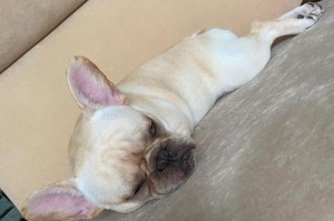 以10元的狗犬是什么样的？（探索便宜狗犬市场的真相）