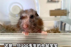 仓鼠疾病康复需要多久？（探究仓鼠疾病康复时间及关键因素）