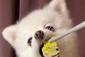 小狗狗的饮食禁忌，博美不能吃什么？（保护博美宝宝，远离这些食物！）