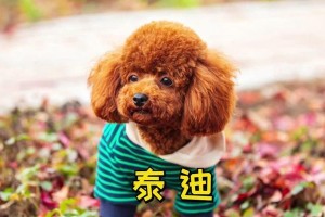 探寻世界上最昂贵的泰迪熊（揭秘泰迪熊收藏市场的富豪背后的故事）