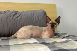 探秘德文卷毛猫的魅力（受欢迎的宠物选择，德文卷毛猫价格一览）
