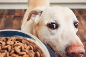 如何训练宠物狗不吃陌生人的食物？（以正确的方法和技巧保护宠物狗的健康与安全）