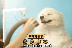 萨摩洗澡的注意事项（萨摩犬洗澡步骤与洗澡用品选择）