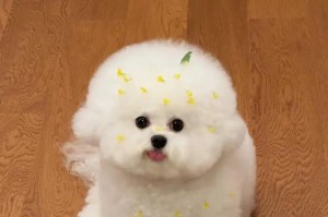 如何正确养护比熊犬（以专业的知识和关怀，给比熊犬最好的生活）