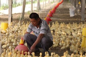 默氏蝴蝶鱼的饲养方法（打造稳定舒适的家庭水族箱）