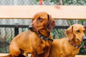 腊肠犬日常散步攻略（如何正确地规划腊肠犬每天的散步时间，让它保持健康状态？）