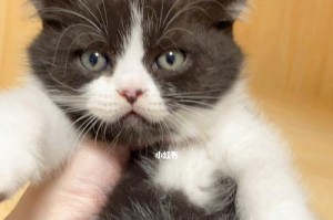 黑猫吃什么毛发亮？（让你的黑猫拥有健康亮丽的毛发）