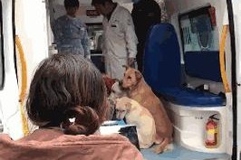 体外驱虫后为什么会出现呕吐？（探究体外驱虫引发呕吐的原因及应对方法）
