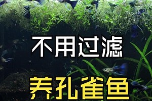 养孔雀鱼的全面指南（养孔雀鱼需要注意的事项及基本要求）