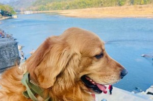 如何选择一只温顺的小土狗？（养狗小技巧，让你的小土狗成为温顺的宠物伙伴）