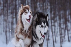 雪橇犬的命名之道（为你的雪橇犬取个恰如其分的名字）