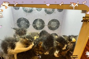猫咪洗澡的最佳频率（探究猫咪洗澡的最佳时间间隔）