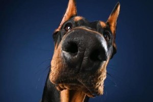 揭晓你的真实性格（通过测试，了解你的性格特点和与狗的相似之处）