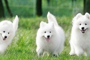 了解萨摩耶犬的品种特点（探寻萨摩耶犬的血统和外貌特征）