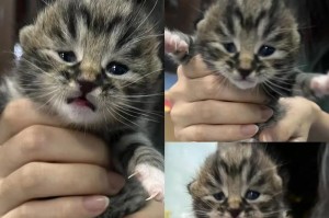 母猫哺乳时间有多久？（探寻母猫喂奶行为的时长与频率）