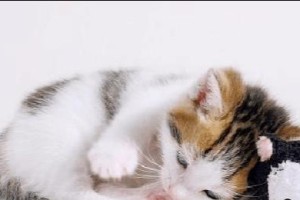 如何处理宠物猫咪感冒（预防和治疗措施）