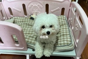 如何在家为爱犬美容？（简单实用的美容技巧，让你的宠物更加健康美丽！）